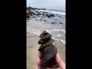 chip key california shark egg